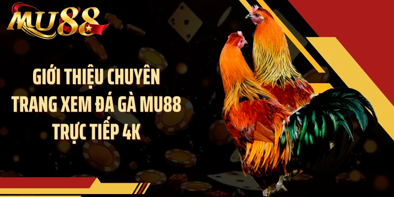 Giới thiệu chuyên trang xem đá gà MU88 trực tiếp 4K